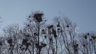 乌鸦在树上筑巢，唱歌，飞禽巢-春天来了